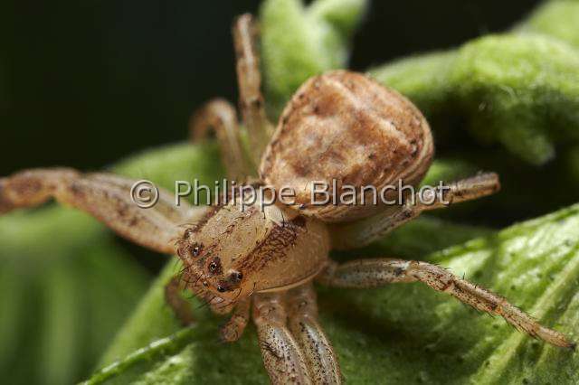 Thomisidae_9988-1.JPG - France, Araneae, Thomisidae, Araignée-crabe (Xysticus erraticus), Crab spider